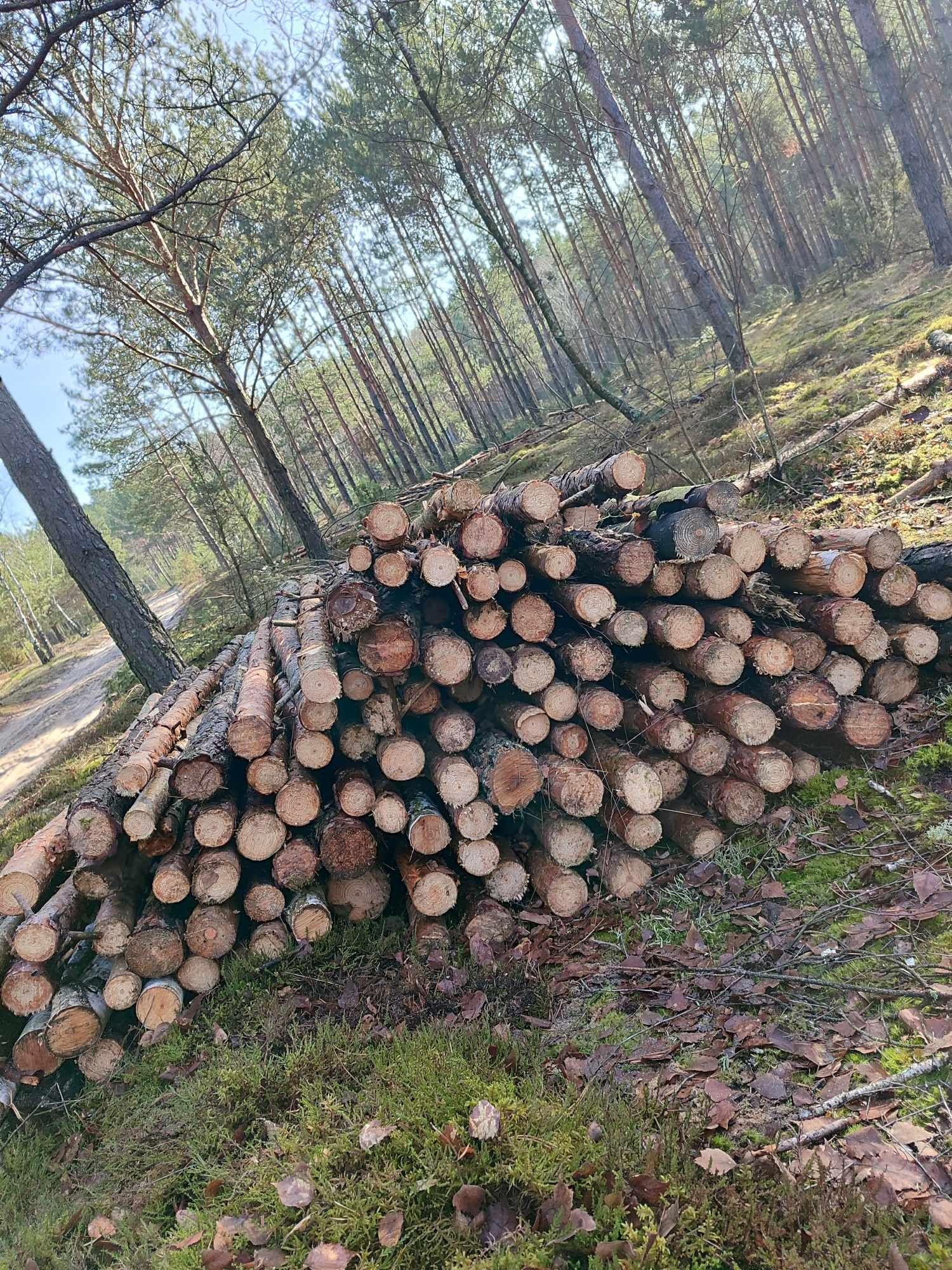 Drewno opałowe sosna brzoza dębina