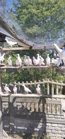 Ptaki gołębie ozdobne perłowe srebrniaki sroki łowickie pasiaki