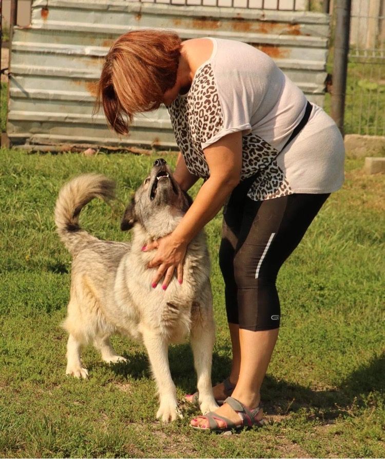 Bardzo energiczny wesolutki Sky adopcja