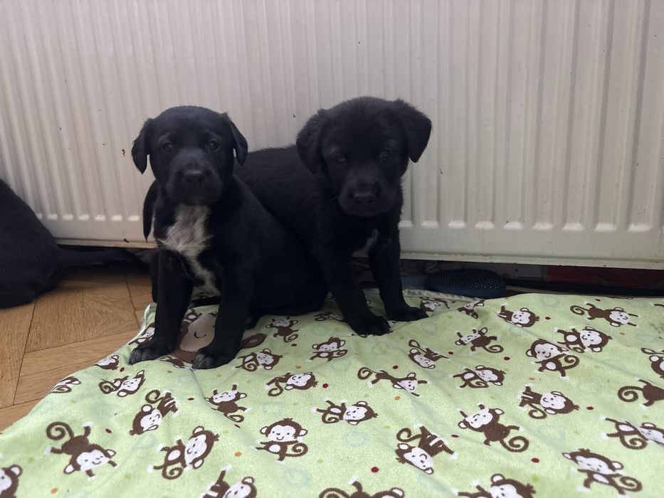 Za darmo pieski oddam ( zarezerwowane )