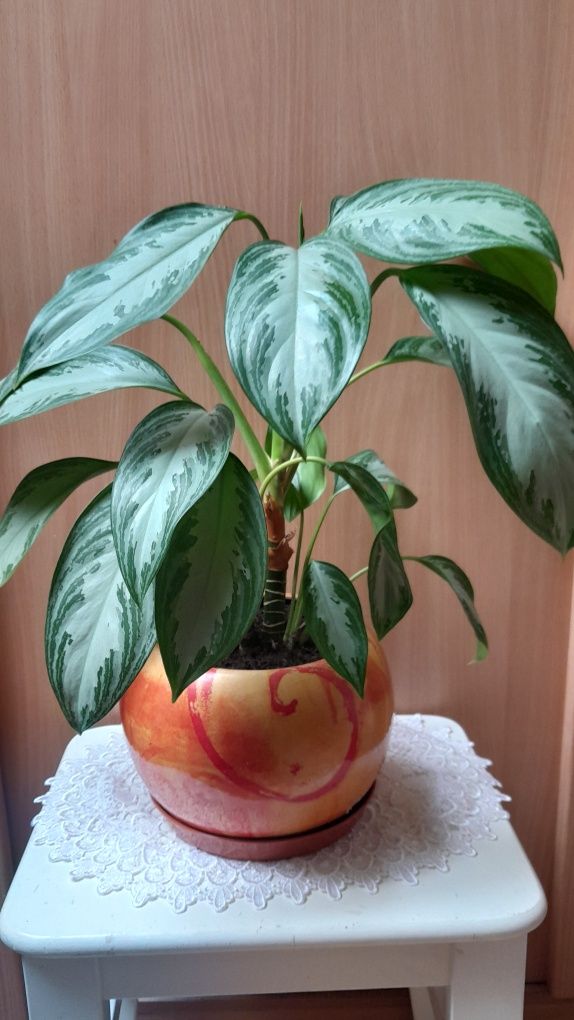 Kwiat doniczkowy Aglaonema silver bay