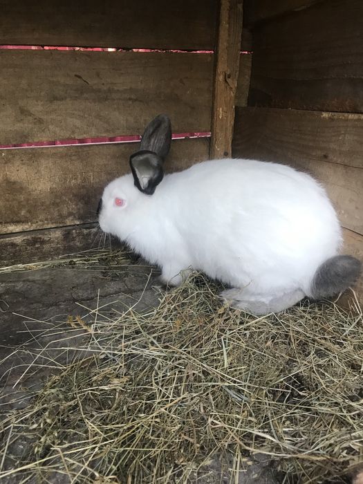 Продам кролі, кролики
