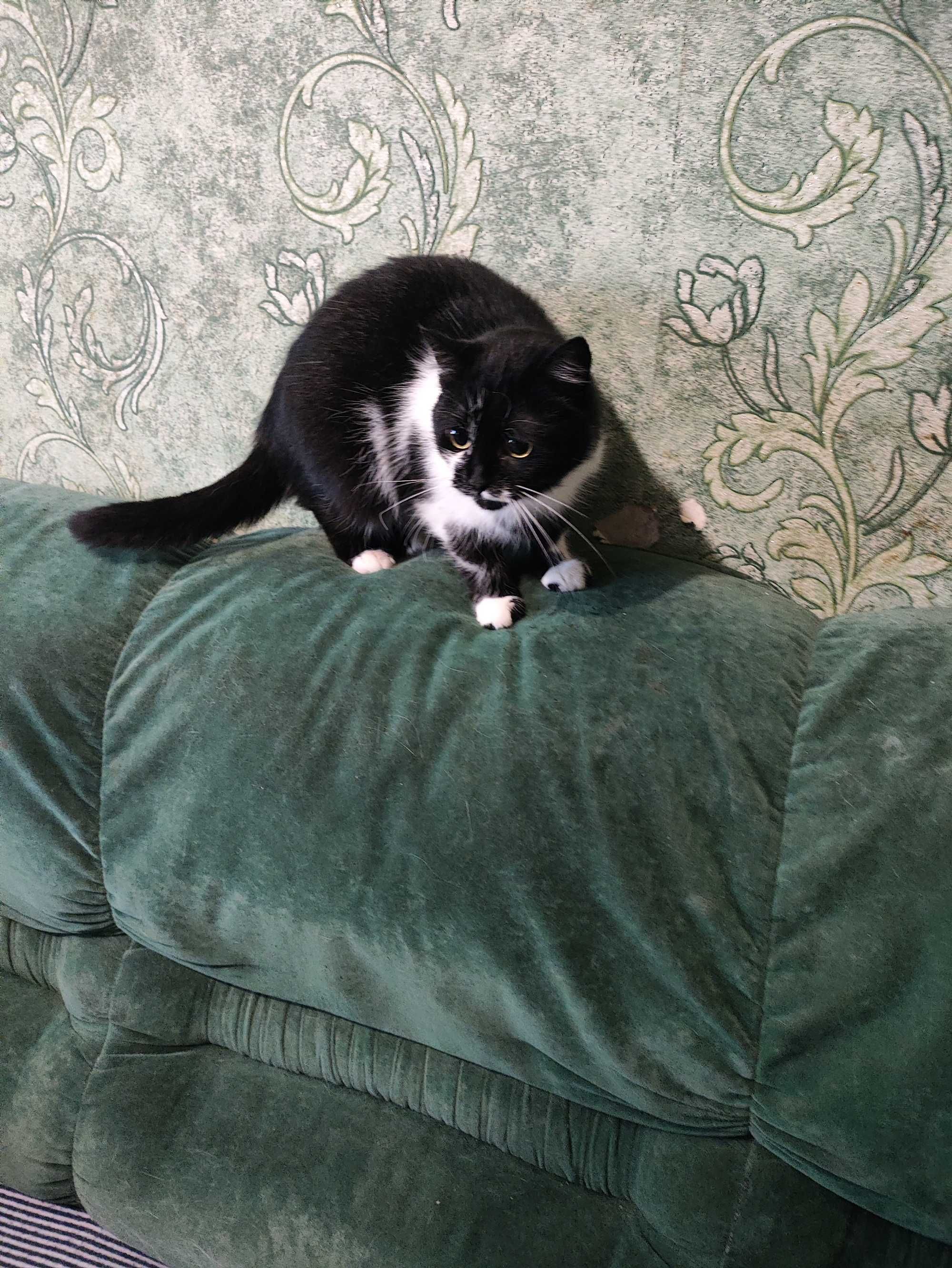 Кошенята шукають батьків (котята)