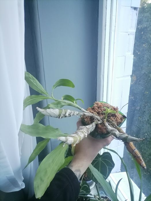 Орхідея морковка біла катасетум хізис брактесценс Chysis bractescens