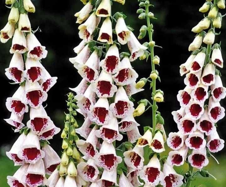 Naparstnica purpurowa 10 sztuk