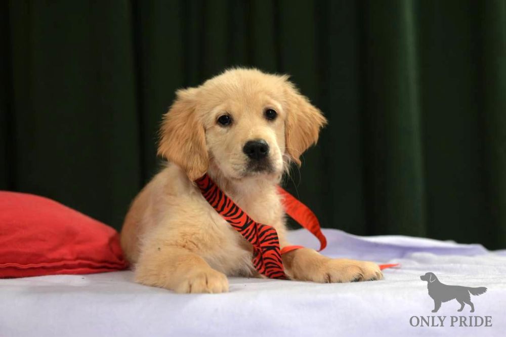 Золота дівчинка