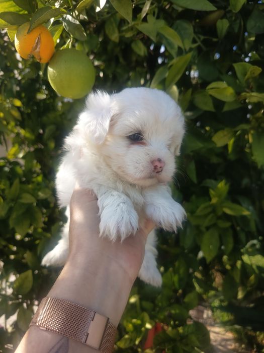 Linda bichon maltes, vacinada e desparasitada