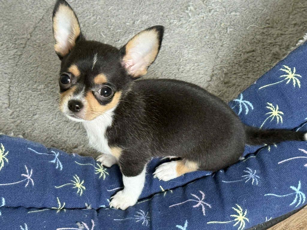 Piesek Chihuahua