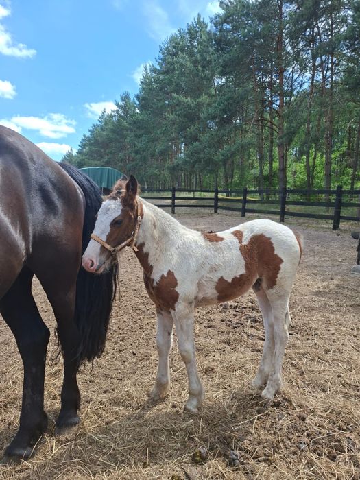 Sprzedam klacz z źrebakiem