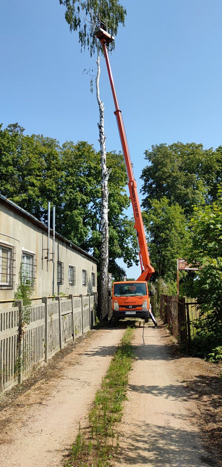 Wycinka drzew, usługi podnośnikiem koszowym 21m zwyżka