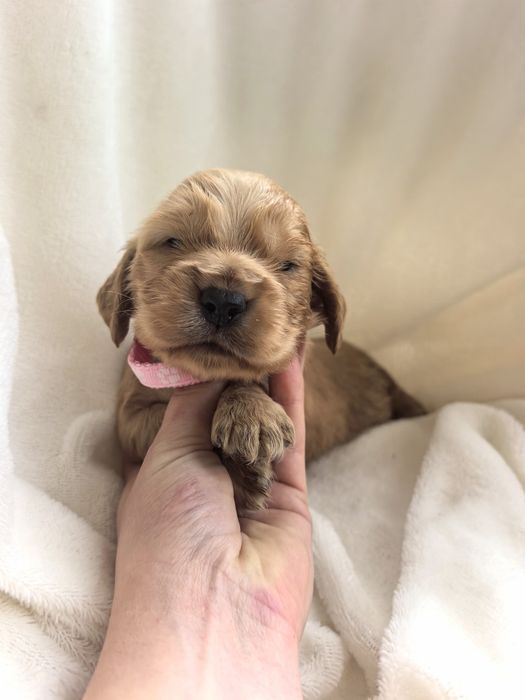Śliczny szczeniak cocker spaniel