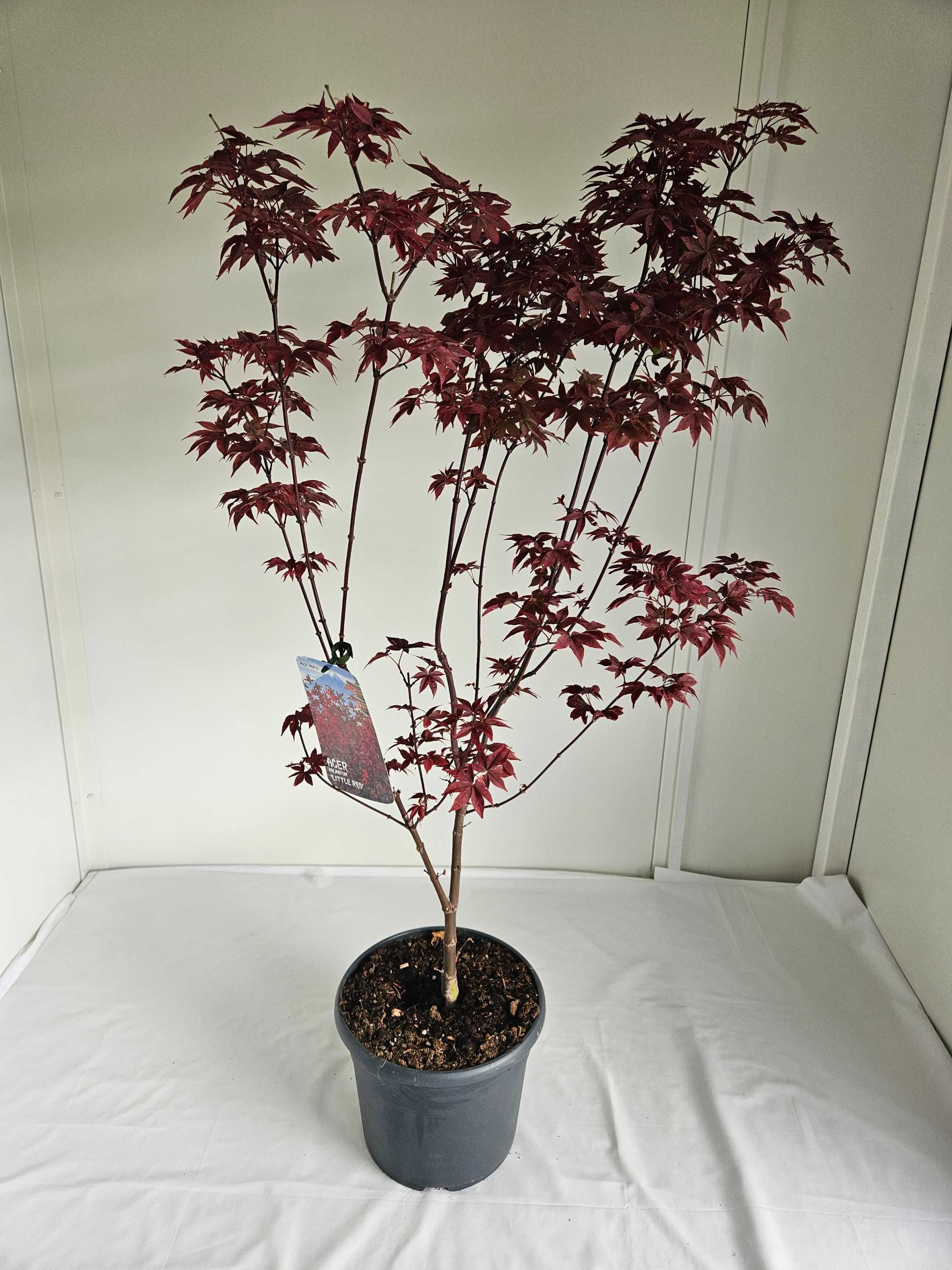 Bonsai – Klon japoński palmowy 'Little Red'