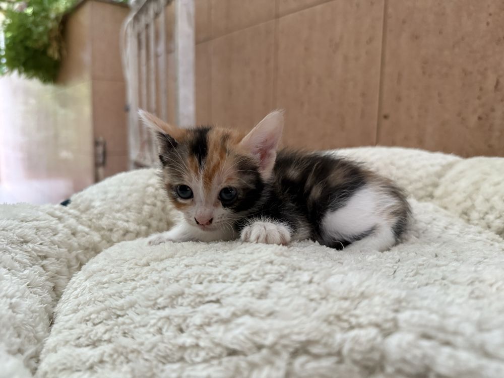 RESERVADA- Gatinha Femea para adoptar