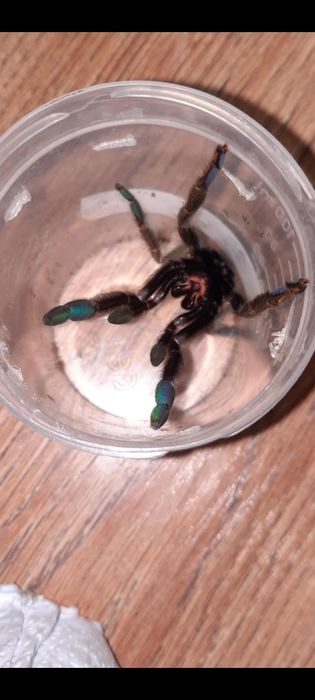 P. cambridgei ok. 2.5/3DC SAMIEC