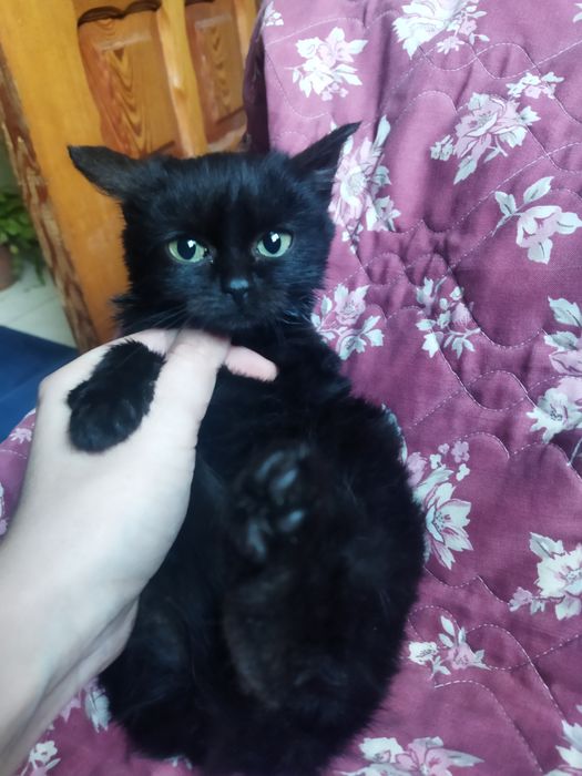 Пастка для мишей, мініобігрівач, антистрес- товариш