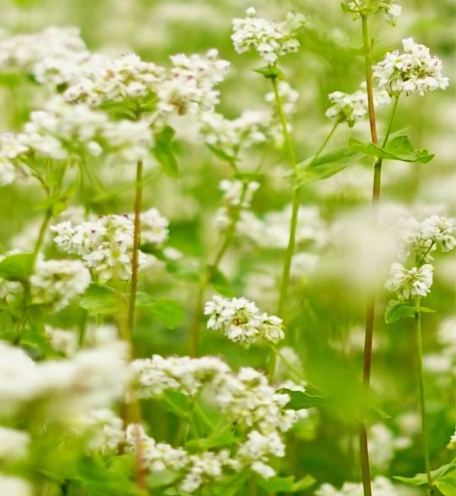 Nasiona gryki gryka gryka do siania dla pszczol
