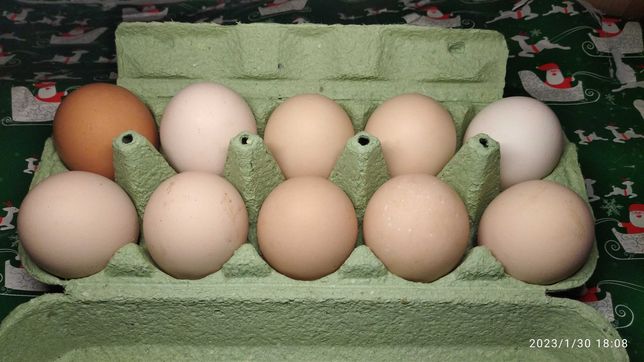 Яйця домашні курячі від Домінантів 30 шт