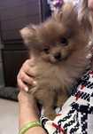 Szpic miniaturowy Pomeranian XXS