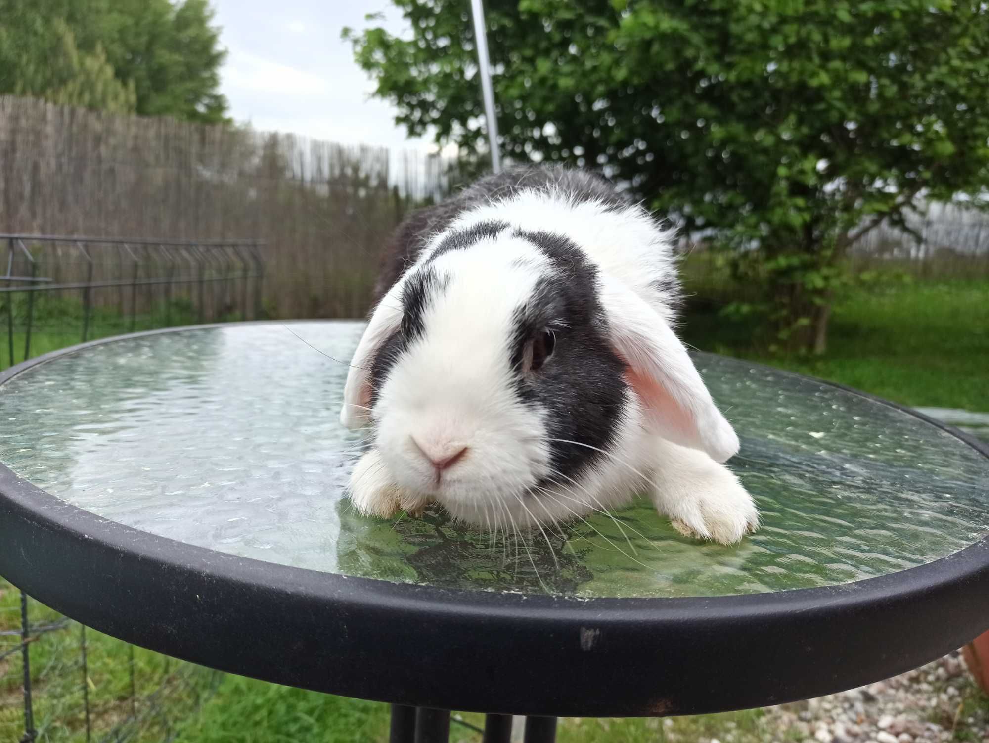 Królik miniaturka MINI LOP