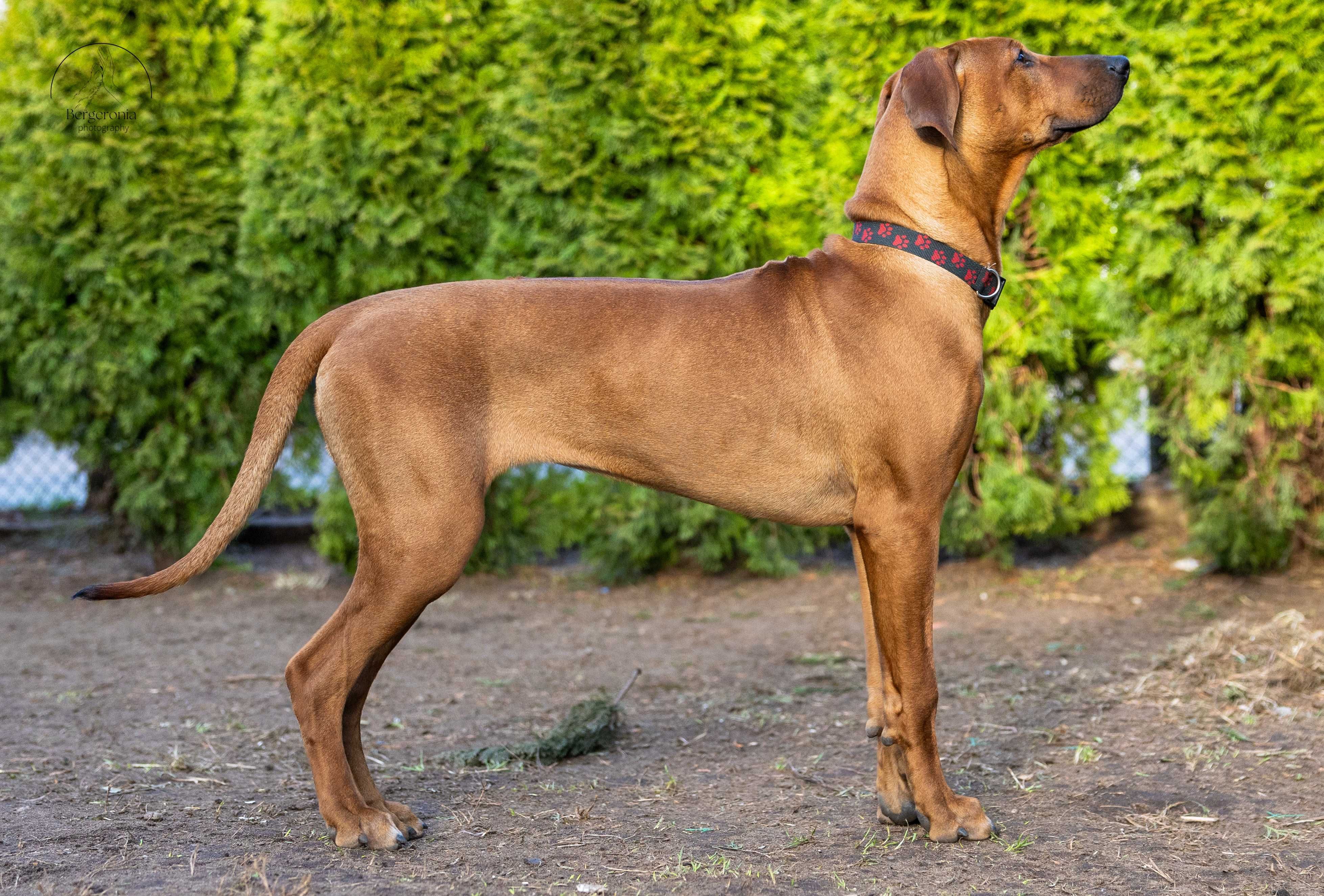 Rhodesian Ridgeback