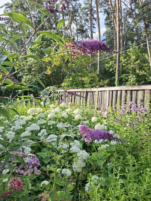 Дейция, Будлея, Форзиція, Вейгела, Спірея, Гортензія Анабель, Берескле