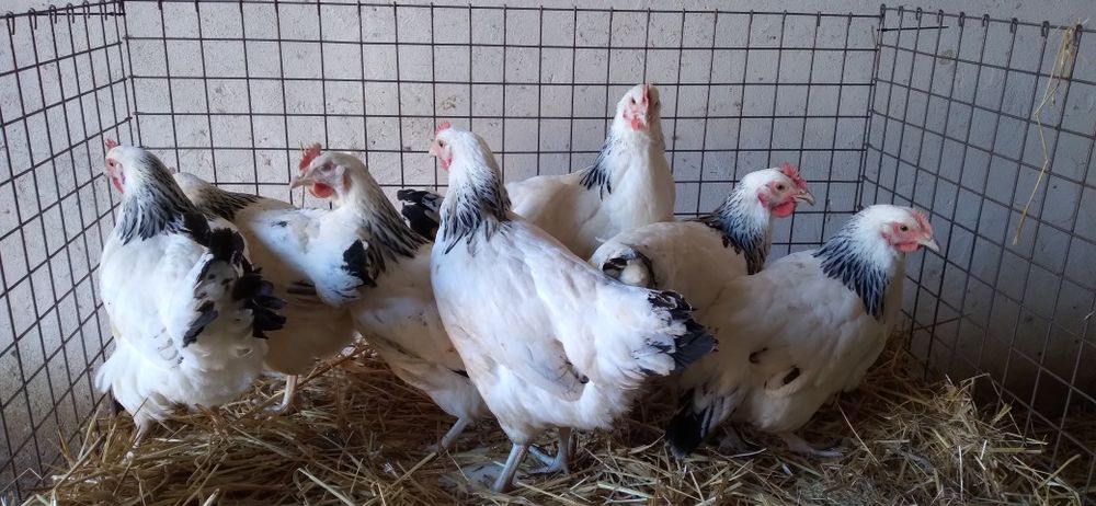 Kury Nioski Rosa z Jajkiem! Wysyłka!