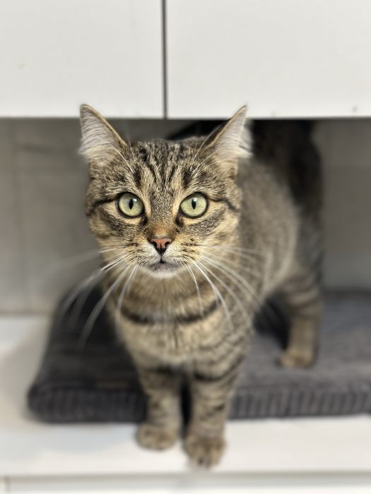 3 letnia kotka szuka domku