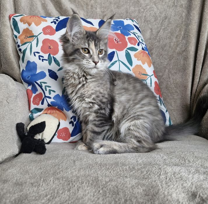Srebrna niebieska kotka Maine Coon