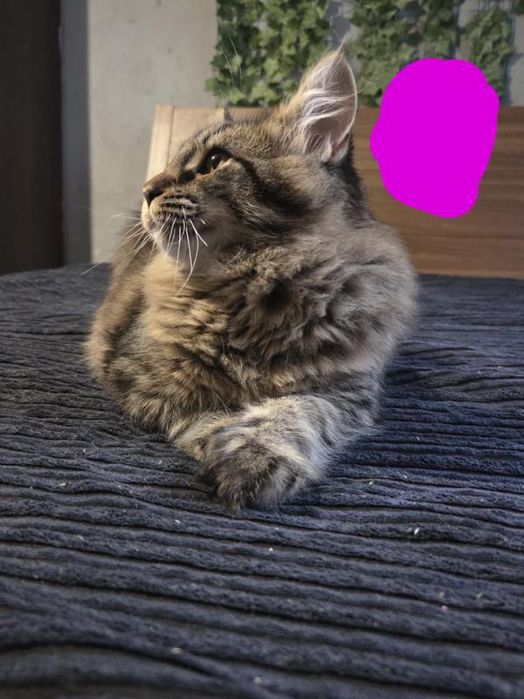 Maine coon kot i kotka 5 mies