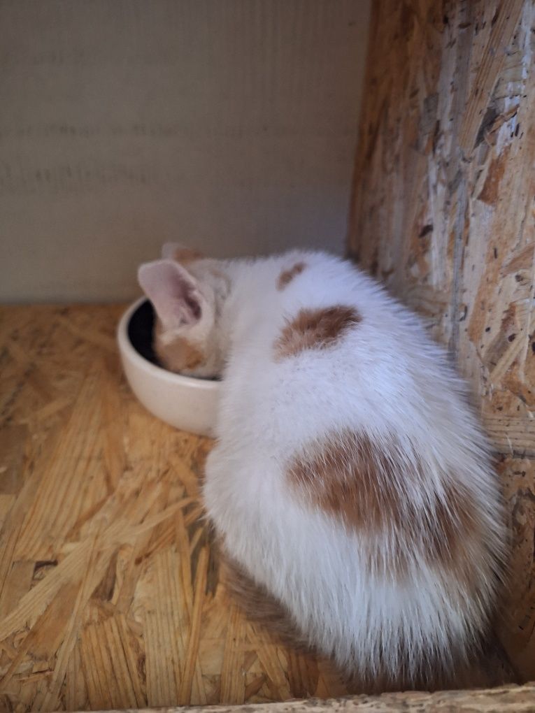 Kotek do adopcji