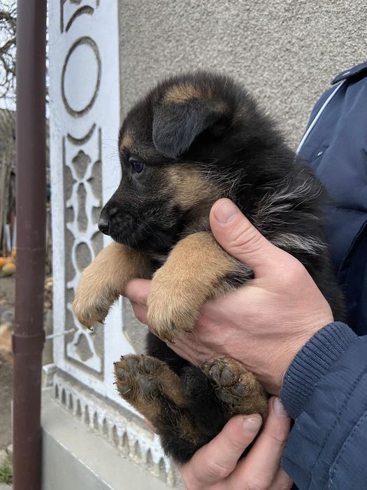 Продаються цуценята німецької вівчарки.