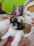 Szczeniak rasy shih tzu