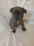 Buldog francuski blue sunia