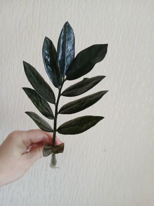 Розпродаж квітів! Заміокулькас  чорний  Равен  Доларове дерево