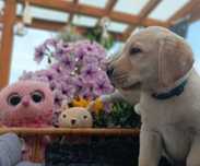 Labrador Retriever szczenie pięknej budowy po ojcu pochodzenia FCI