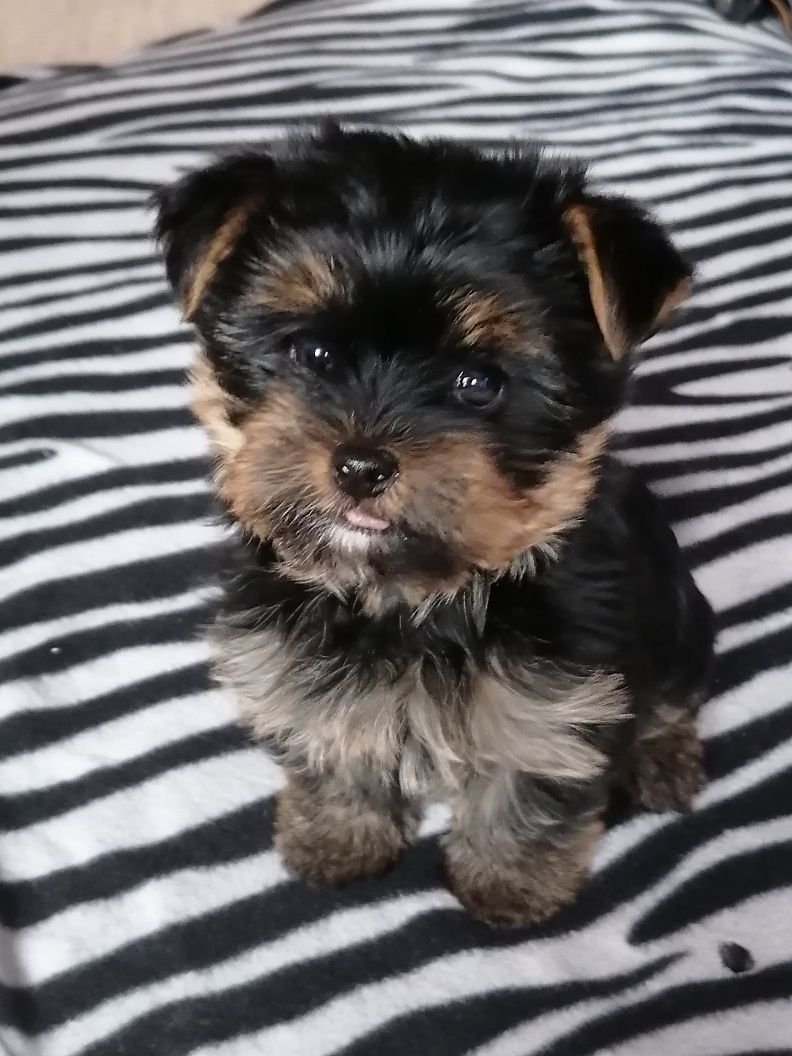 Продам цуценя Yorkshire Terrier