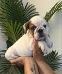 Bulldog Ingles c/Lop