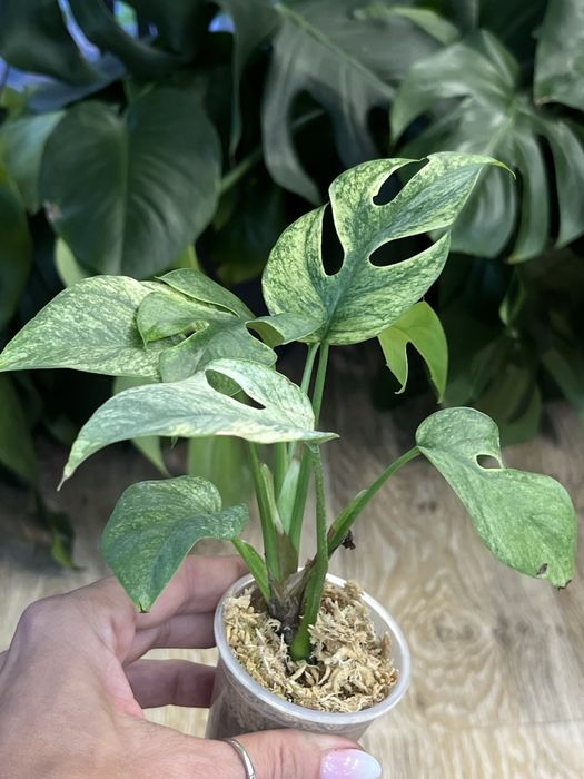 Rhaphidophora Tetrasperma White