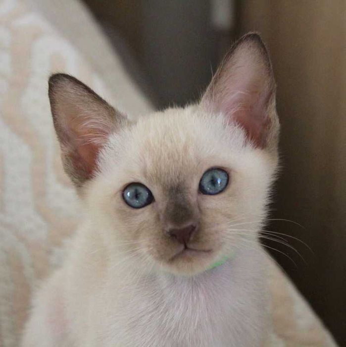 Kocurek tonkijski, hodowla Zona Grigia, rodowód, kastracja, wyprawka.