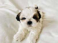 Śliczny piesek Shih Tzu