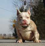 American bully Suczka Cowboy meets Hollywood