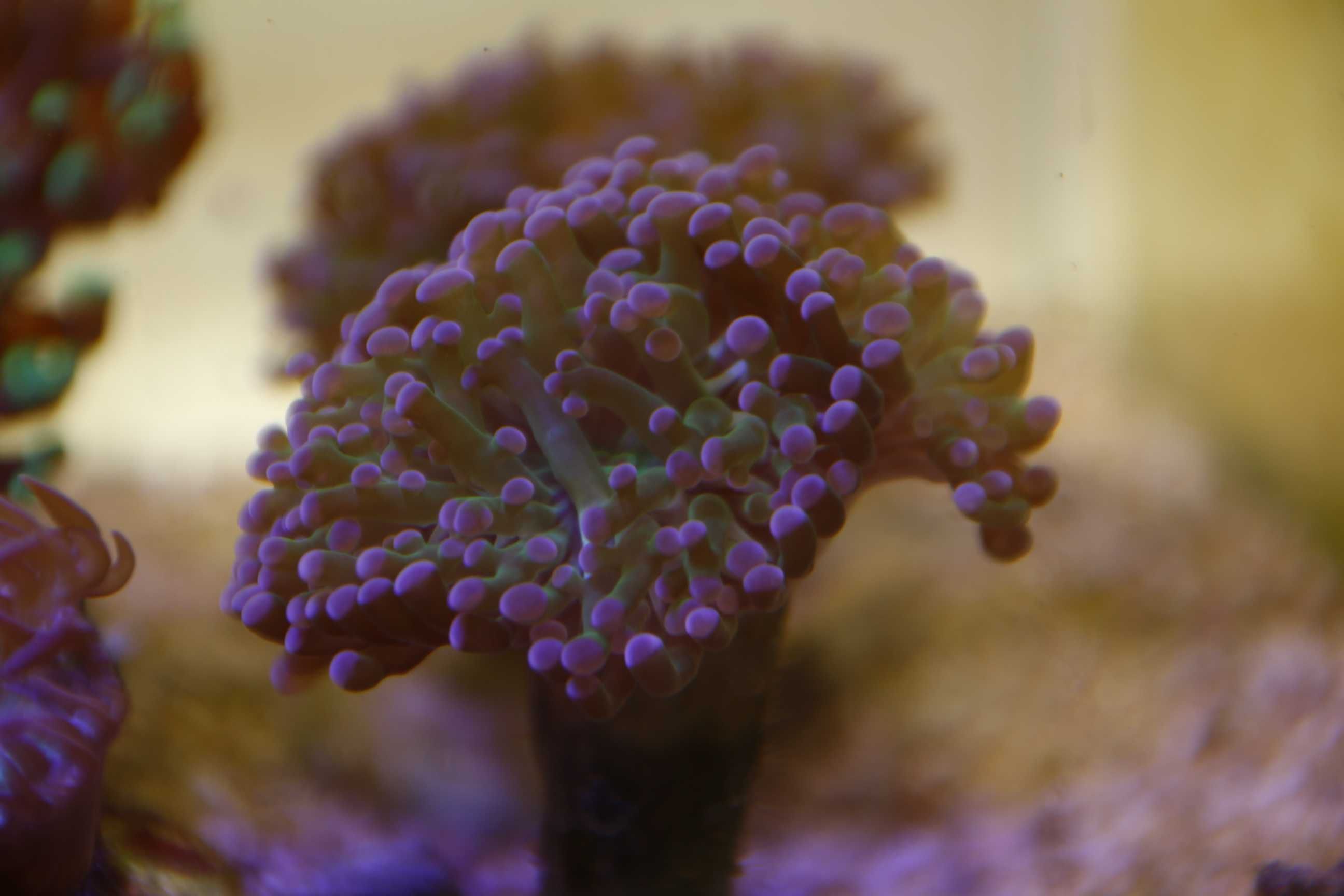 Koralowce LPS Euphyllia paraancora zielona z różowym tipem