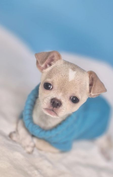 Piesek Zordon gotowy do odbioru