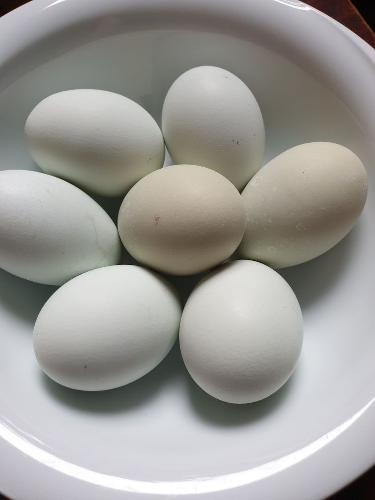 Jajka cwerglicze, zielone i beżowe , cwergiel, cwerglik