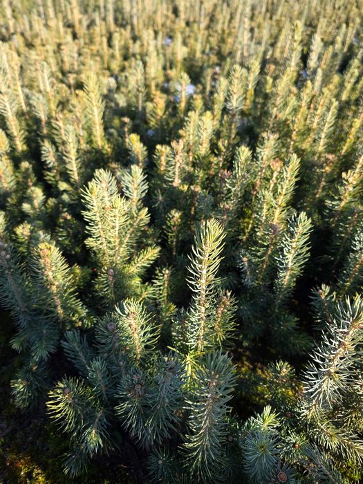 świerk pospolity, srebrny, srebrzysty serbski 2letnia sadzonka