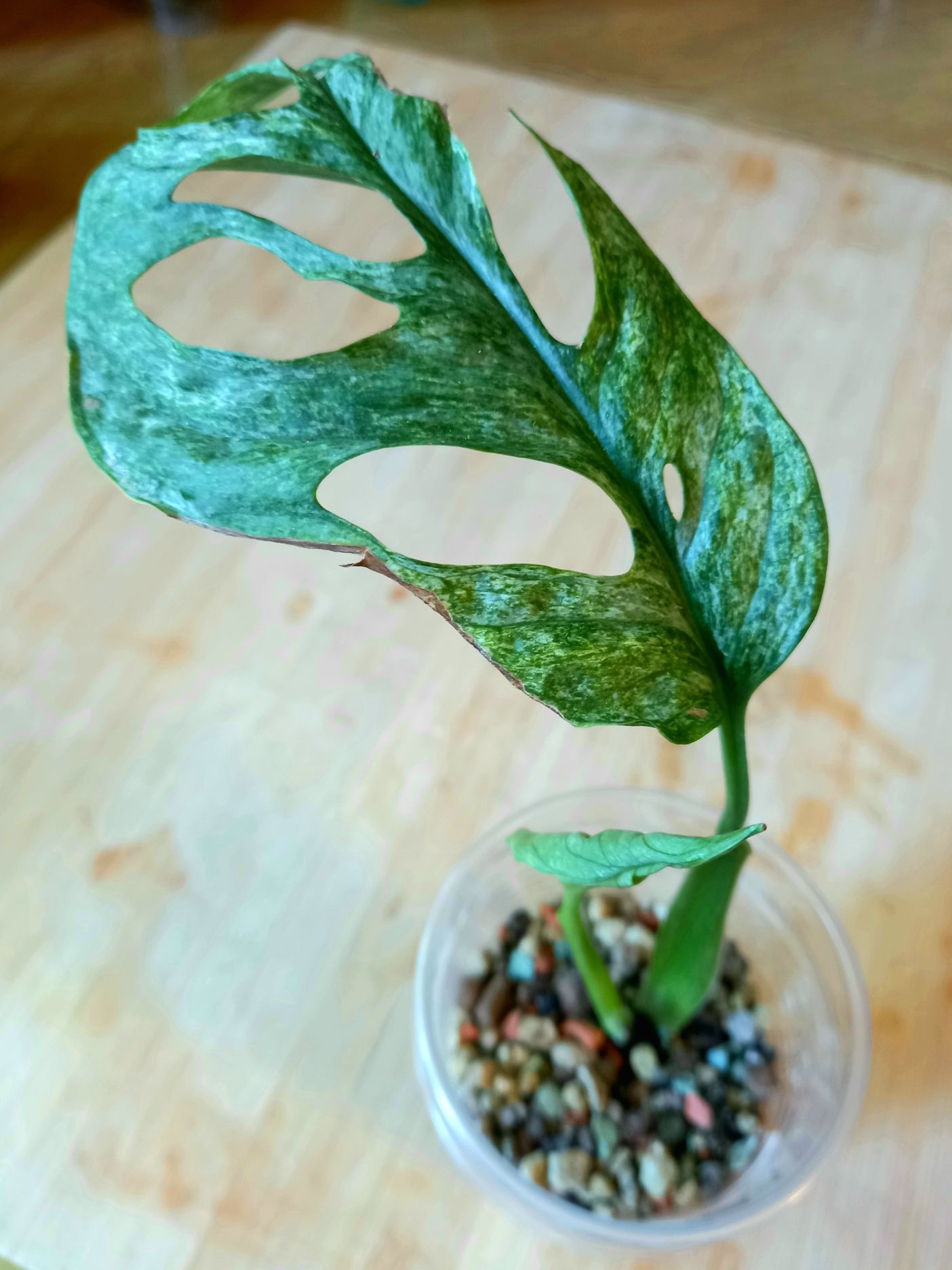 Monstera Adansonii Mint , Variegata , roślina kol.