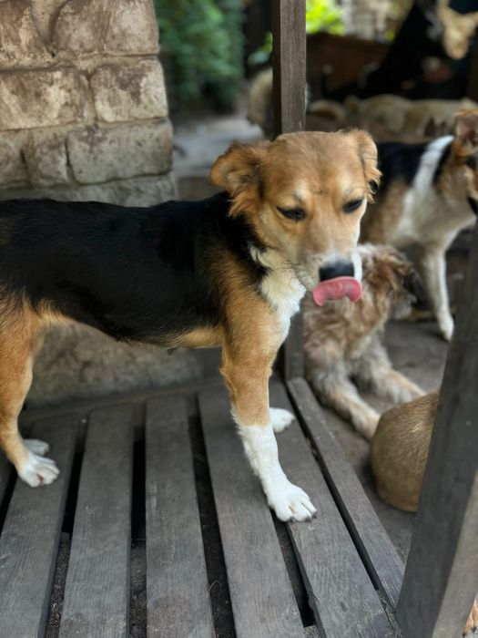 Супер собачка Мила стерилизована