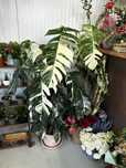 Epipremnum pinnatum alba variegata