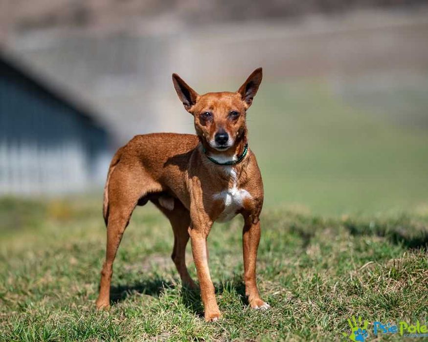 Malutki atletyczny psiak Kurierek