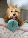 10 років досвіду! Мальтипу міні Мальтипушки пудель Мальтіпу maltipoo